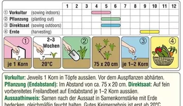 Austrosaat