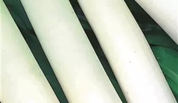 Austrosaat