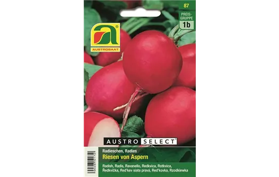 Radieschen Riesen von Aspern
