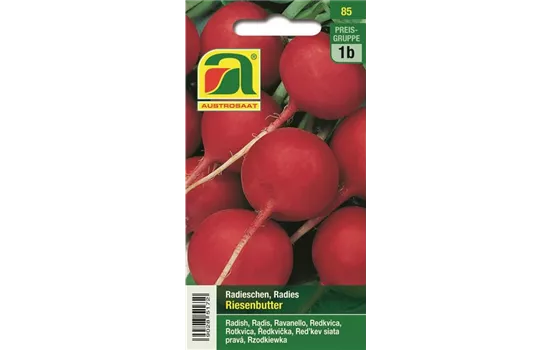 Radieschen Riesenbutter