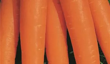 Austrosaat
