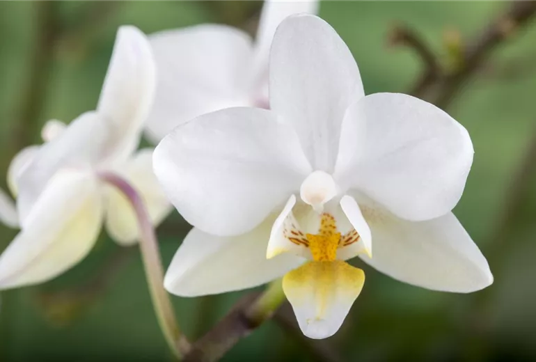 Phalaenopsis 'Wild Orchid'