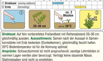 Austrosaat