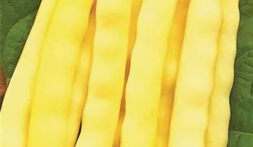 Austrosaat