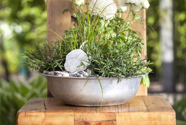 Ranunculus asiaticus