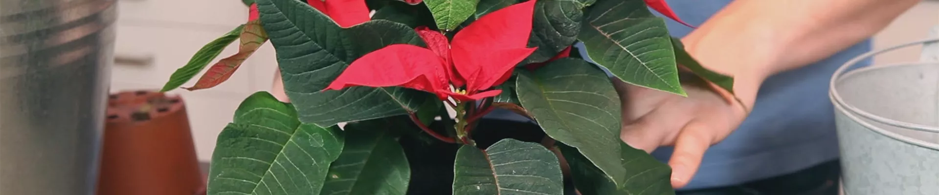 Weihnachtsstern - Einpflanzen in ein Gefäß (thumbnail)