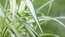 Grünlilie 'Variegatum'