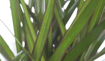 Drachenbaum