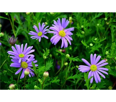Brachyscome