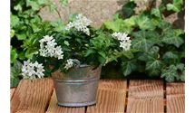 Jasmin, Solanum