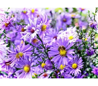 Aster alpinus