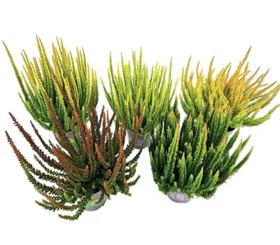 Calluna Skyline