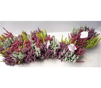 Calluna 'Beauty Ladies Quatro'
