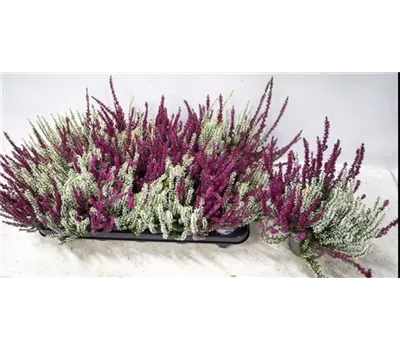 Calluna vulgaris 2-färbig