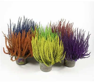 Calluna vulgaris gefärbt