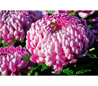 Chrysanthemum indicum 'Trumpf Violett'