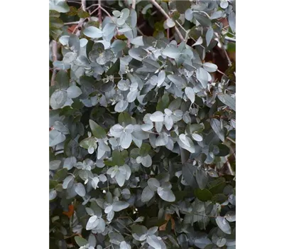 Eucalyptus cinerera