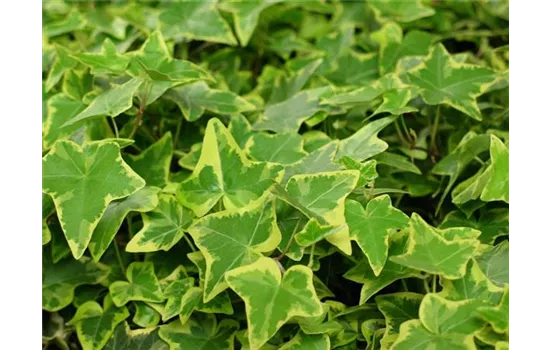 Hedera helix 'Wonder'