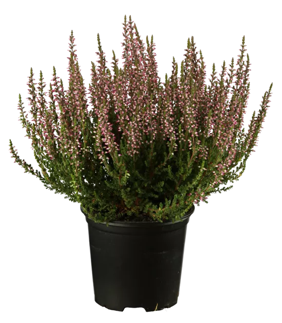 Calluna vulgaris