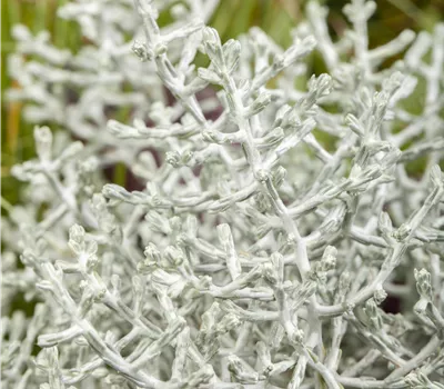 Calocephalus brownii