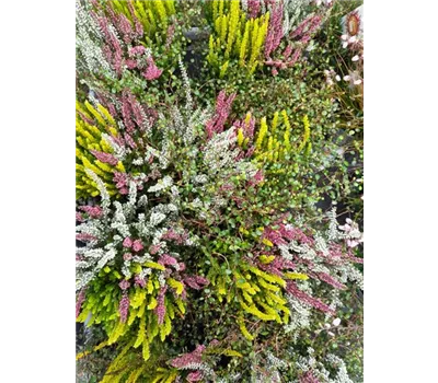 Calluna/Muelenbeckia