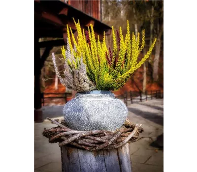 Calluna Skyline Trio