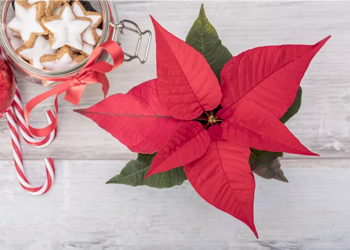 Weihnachtssterne aus eigener Produktion