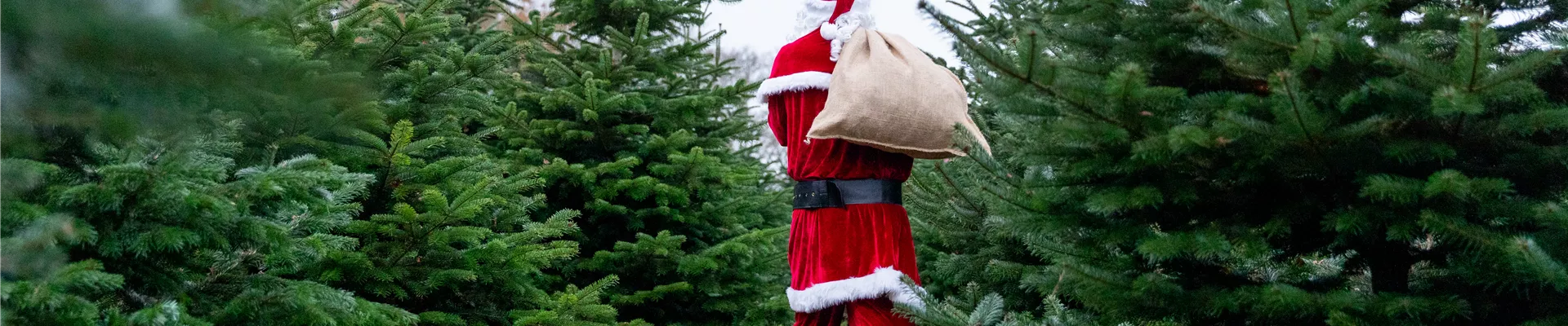 Tannenbaum schlagen - Weihnachtsmann