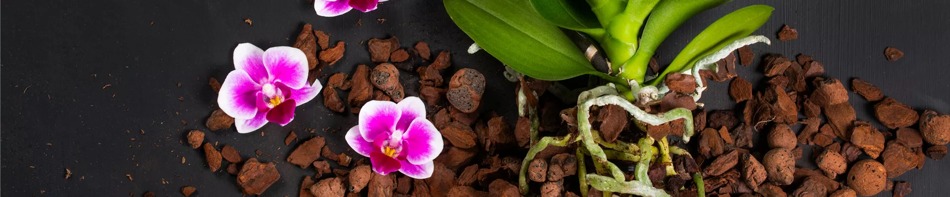 Wurzeln und Blüten einer Orchidee