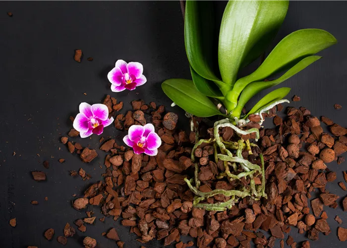 Workshop Orchideen-Arrangement