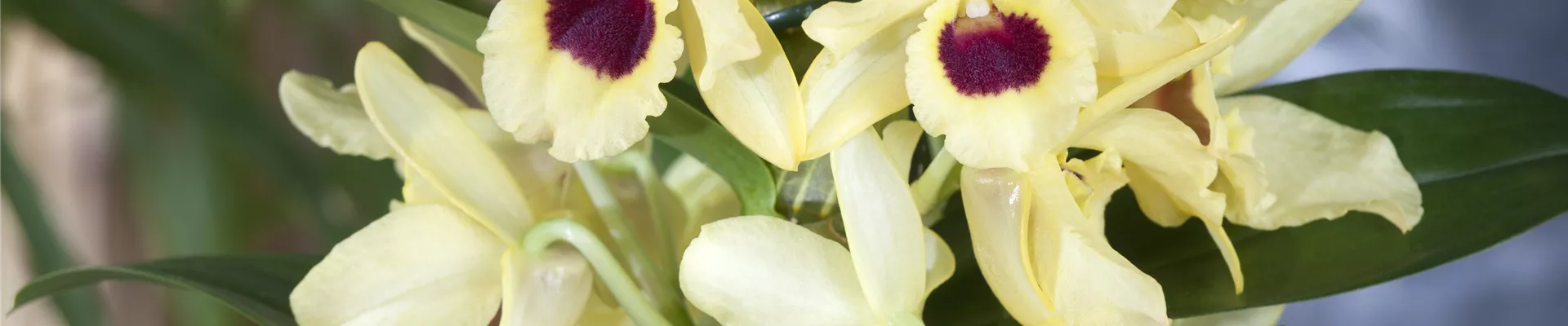 Dendrobium nobile 'Songbird'