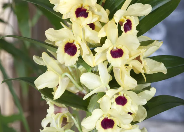 Orchideenschau ab 30.1.2026