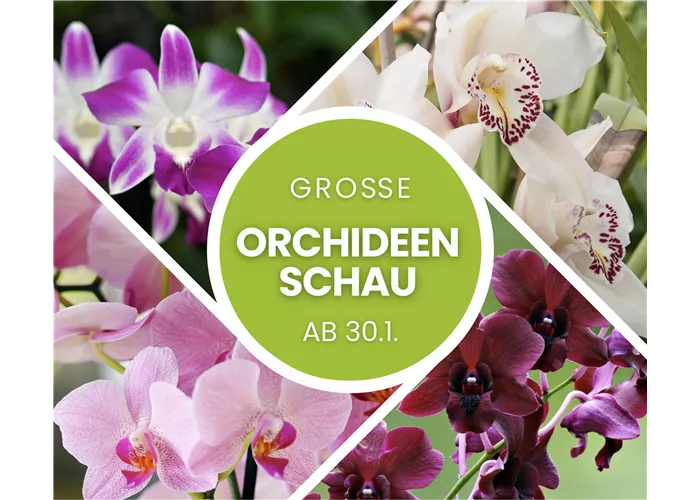 Orchideenschau ab 30.1.2026