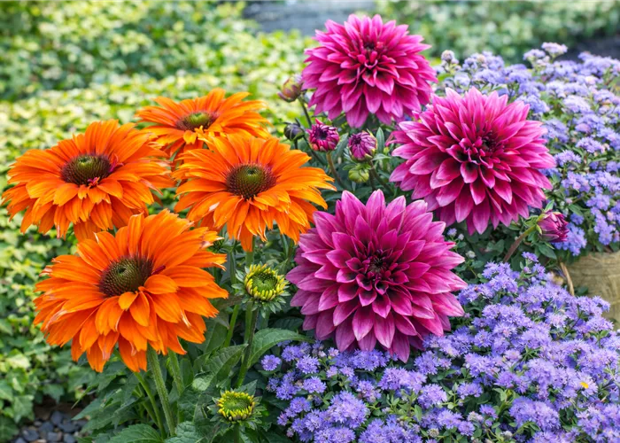 Dopetsberger Blumen des Jahres 2026