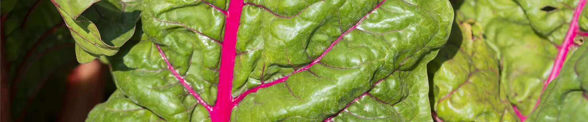 Beta vulgaris var. cicla