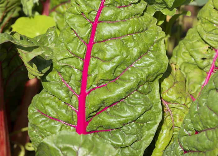 Gemüse des Jahres 2026