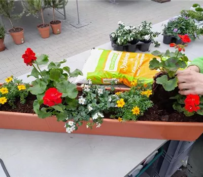 Workshop Balkonblumen