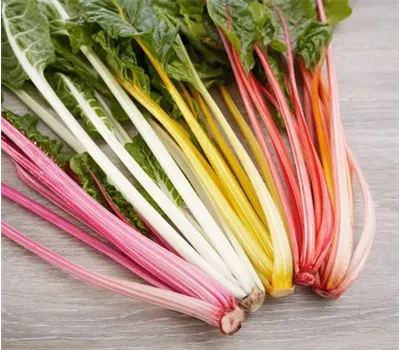 Beta vulgaris