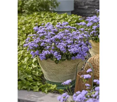 Ageratum 'Agathe Power'