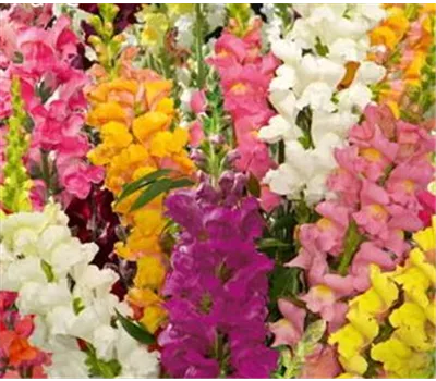 Antirrhinum