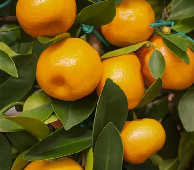 Citrofortunella microcarpa