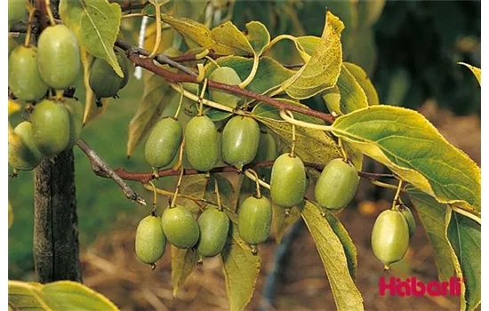 Actinidia arguta ISSAI