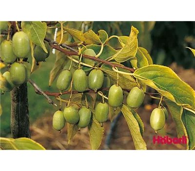 Actinidia arguta ISSAI