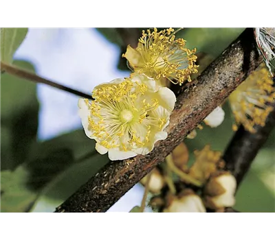 Actinidia chinensis 'Matua'