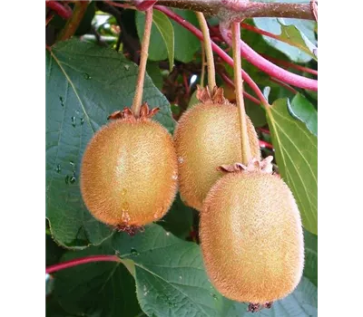Actinidia chinensis 'Hayward'