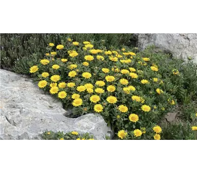 Asteriscus