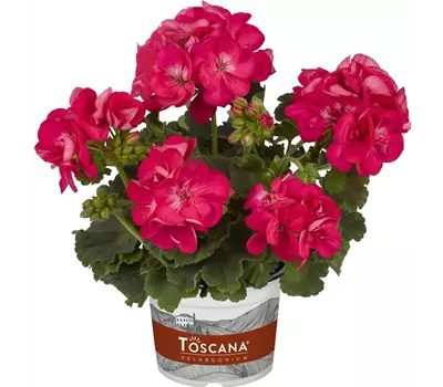 Pelargonium zonale