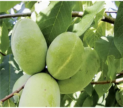 Asimina triloba Sunflower C6L