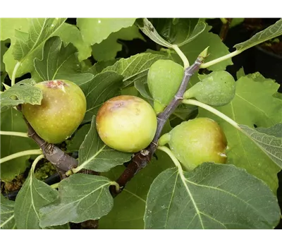 Ficus carica