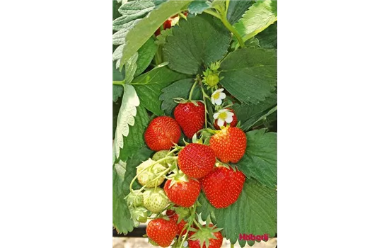 Fragaria x ananassa DIAMANTE(S)
